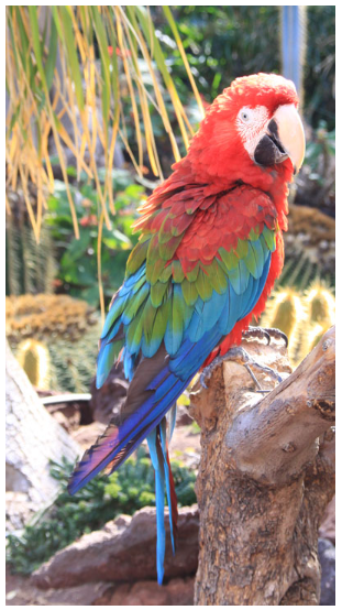 color image for image classification CPU vs TPU test